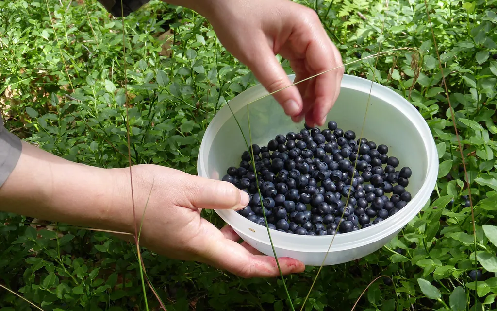 Beeren und Pilze