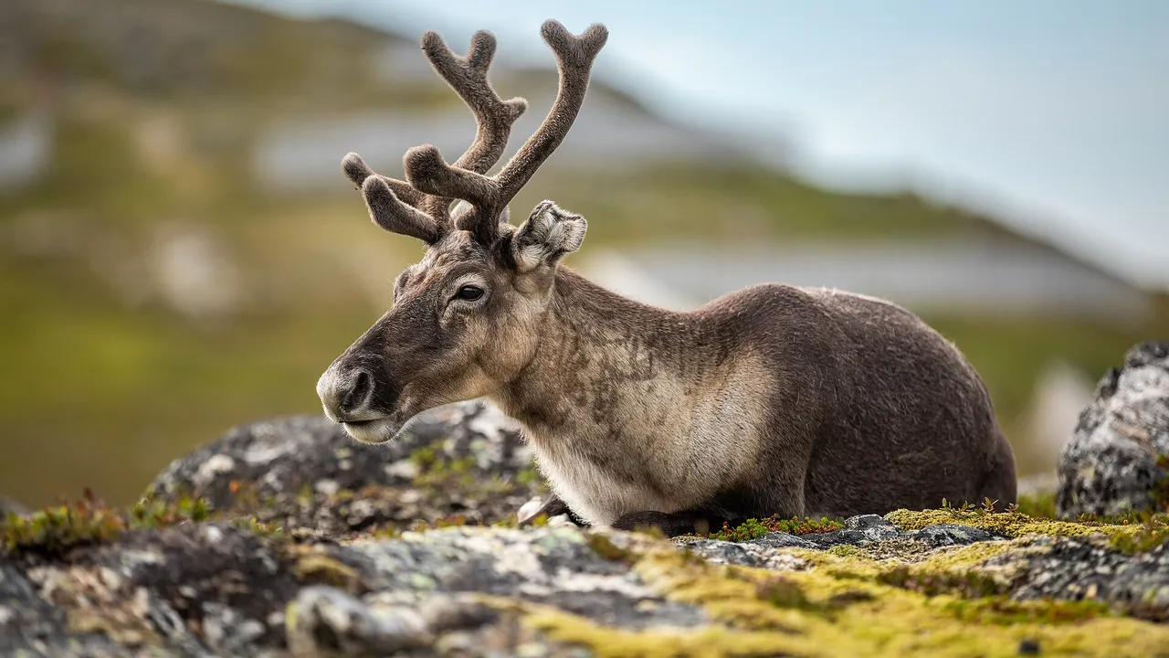 The Sámi and Northern Norway: language, culture and Arctic light