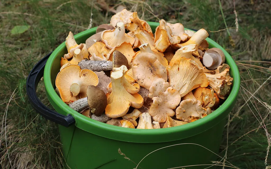 August und September: Taschenkrebse, Beeren und Pilze